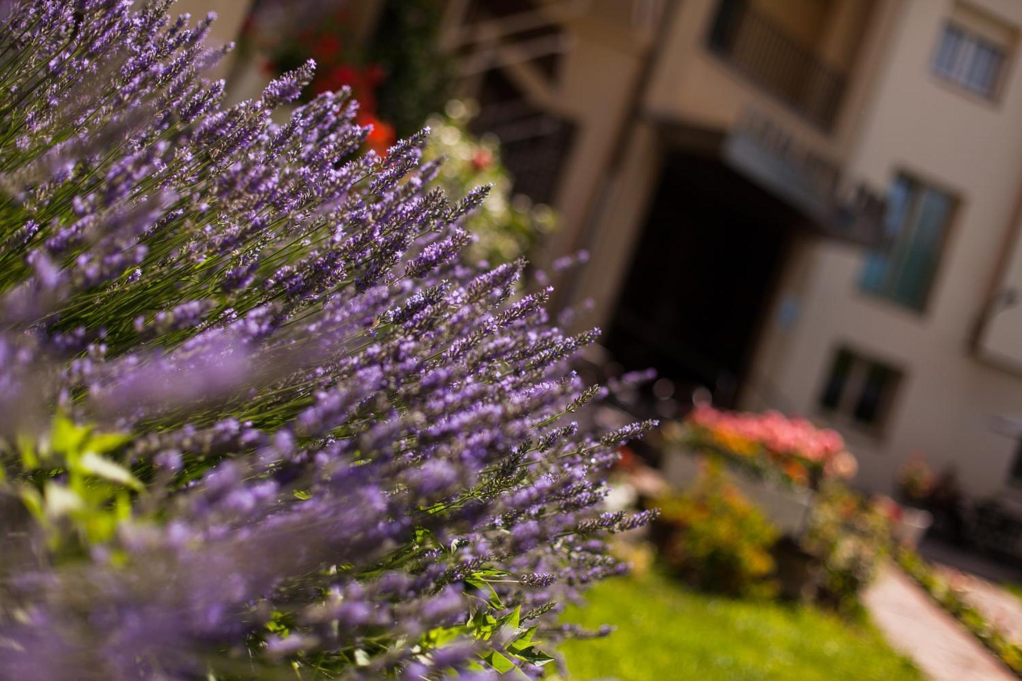 Hotel Catalunya Park Ribes De Freser Ngoại thất bức ảnh